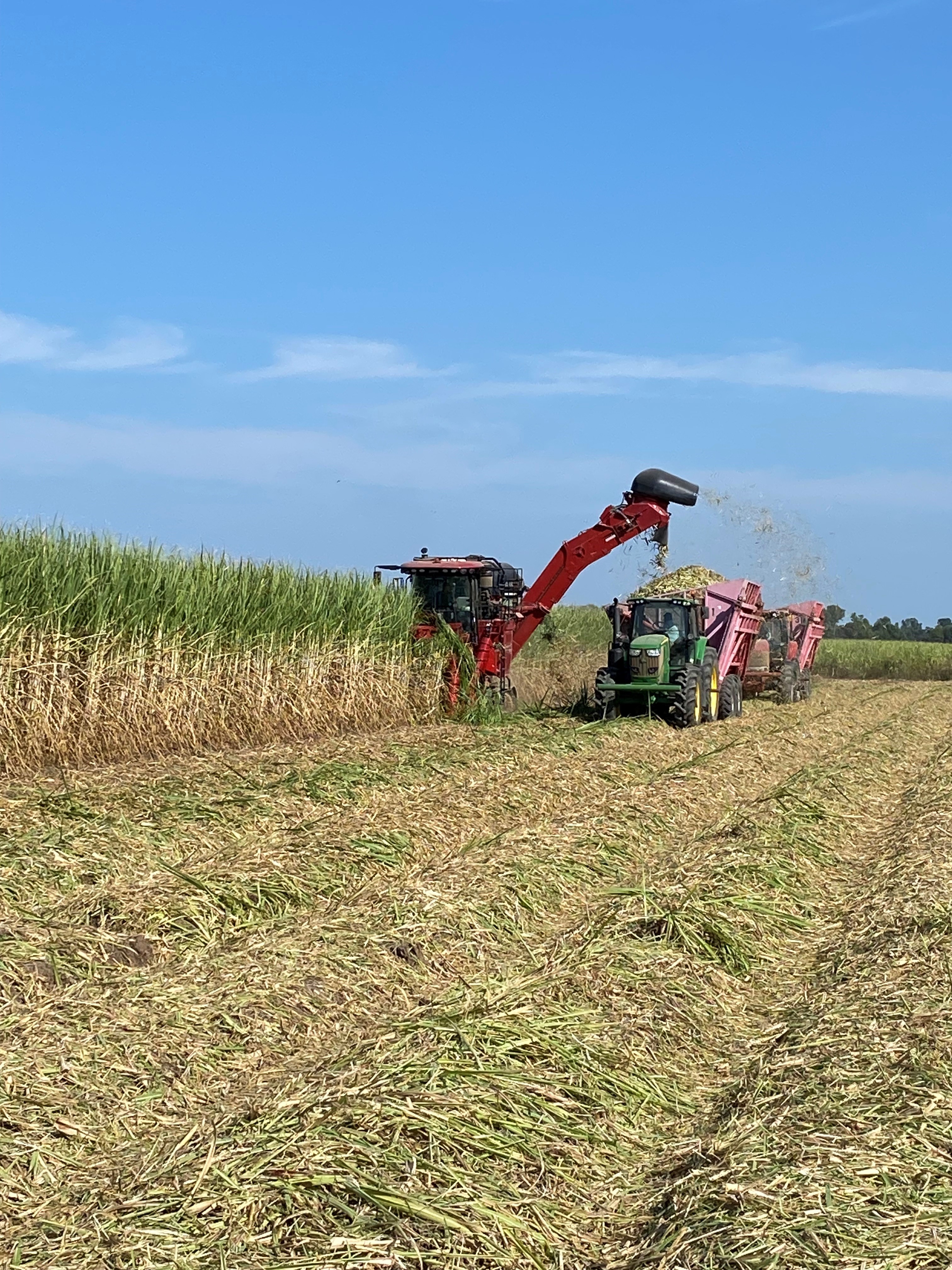 AgCenter Breeders Work to Extend the Range of Sugarcane Northward